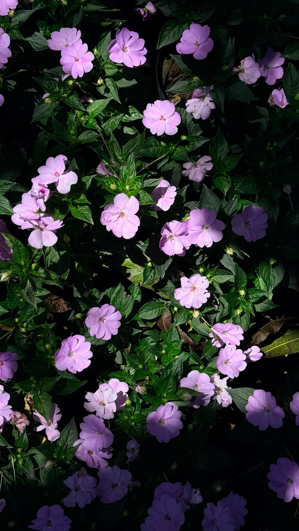Impatiens hawkeri — ảnh 2