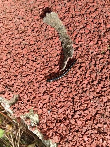 Orthomorphella pekuensis
