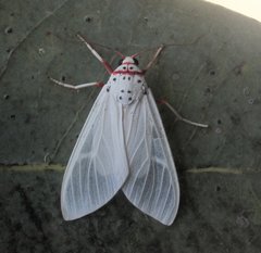 Amerila rubripes