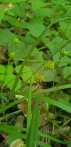 Carex japonica iNat (2)