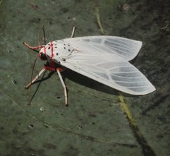 Amerila rubripes
