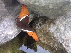 Siproeta epaphus epaphus