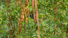 Phaenicophilus poliocephalus