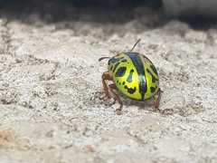 Calligrapha fulvipes
