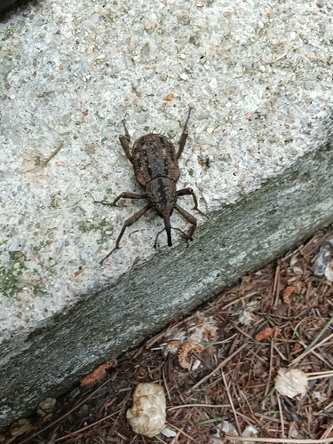Sipalinus gigas