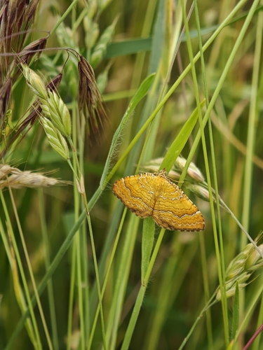 Yellow Shell Moth