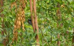 Phaenicophilus poliocephalus