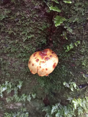 Pholiota glutinosa