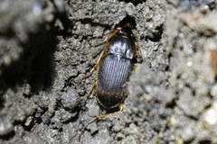 Chlaenius impunctifrons