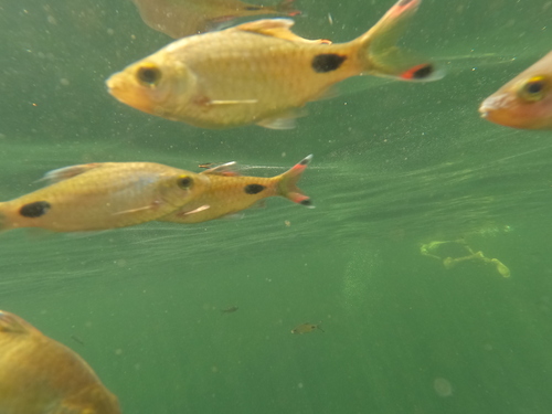 Filament barb (Dawkinsia filamentosa) — Cyprinidae