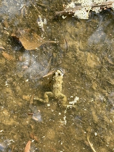 Yellow-bellied Toad