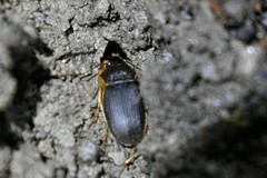 Chlaenius impunctifrons