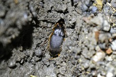 Chlaenius impunctifrons