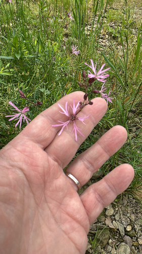 ragged-robin
