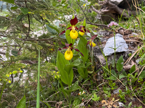 Lady's-slipper