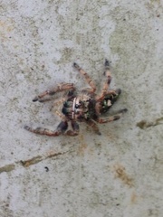 Phidippus bidentatus