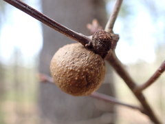 Disholcaspis quercusglobulus