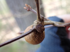 Disholcaspis quercusglobulus