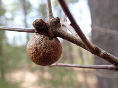 Disholcaspis quercusglobulus