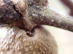 Disholcaspis quercusglobulus