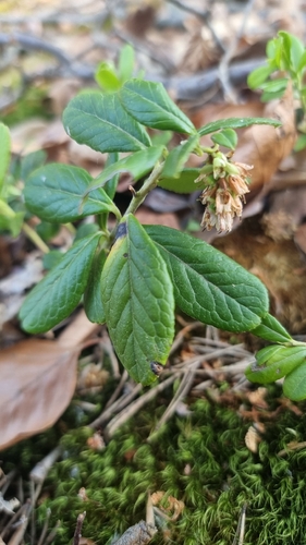 Lingonberry