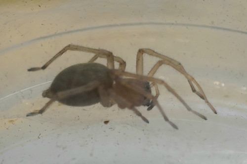 Northern Yellow Sac Spider