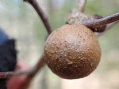 Disholcaspis quercusglobulus