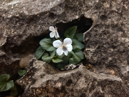 Viola calcicola