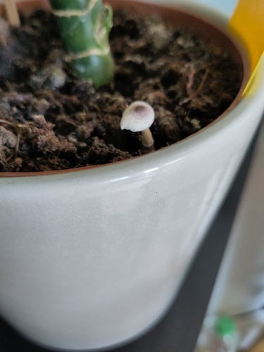 Leucocoprinus ianthinus