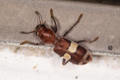 Enoclerus quadrisignatus