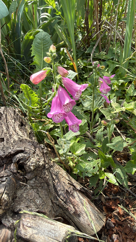 purple foxglove