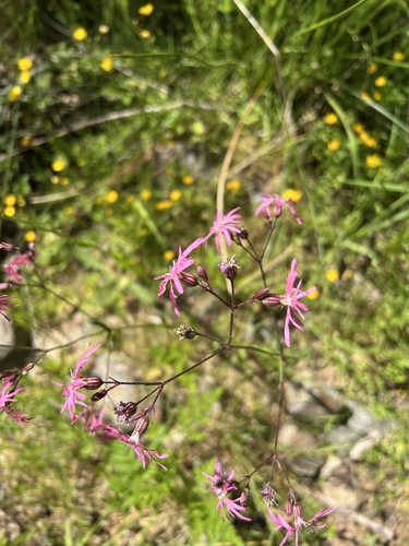 ragged-robin