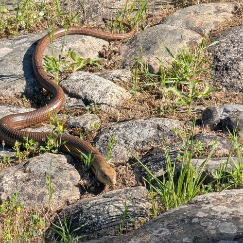 European Glass Lizard