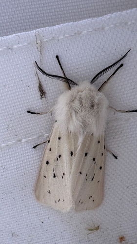 White Ermine