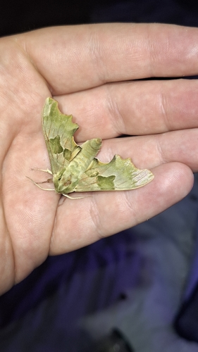 Lime Hawkmoth