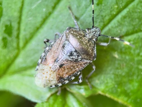 Mottled Stink Bug