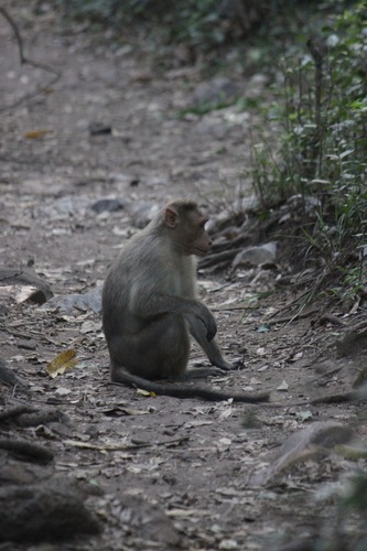 Bonnet Macaque