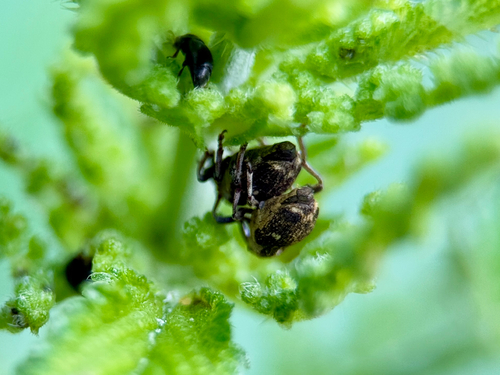 Small Nettle Weevil
