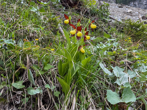 Lady's-slipper