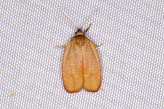 Sparganothis demissana