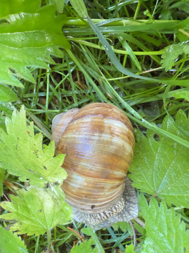Roman Snail
