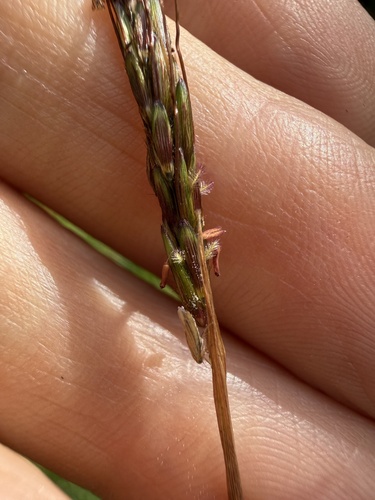 Hyparrhenia rufa observed 2026-05-30