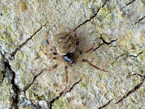 Dipoena melanogaster