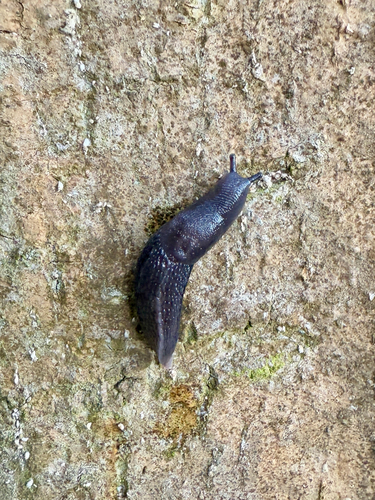 Ash-black Slug