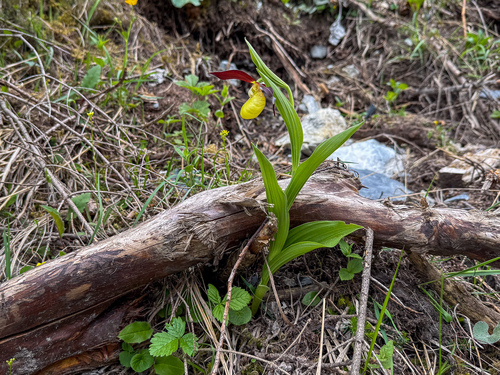 Lady's-slipper