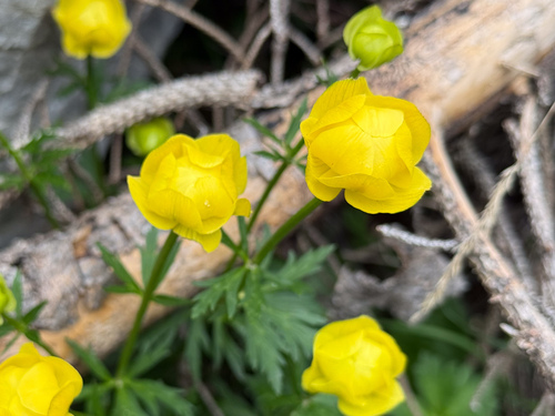 Trollius europaeus europaeus