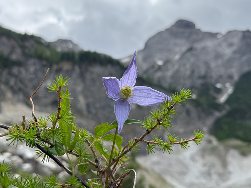 Clematis alpina alpina