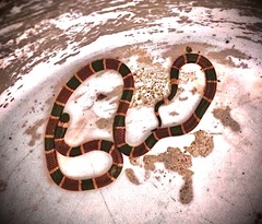 Micrurus tener microgalbineus