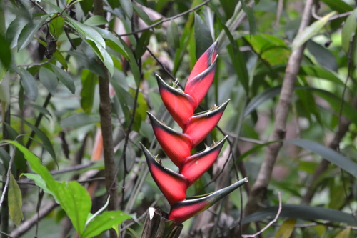Heliconia bihai observed 2026-05-27