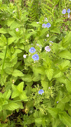 Germander Speedwell